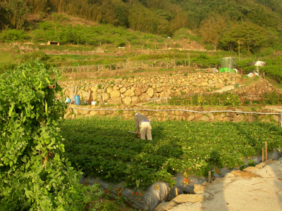 城市中講求速度、利益的思維的好意原來不一定符合農村的需求與舅舅的負荷